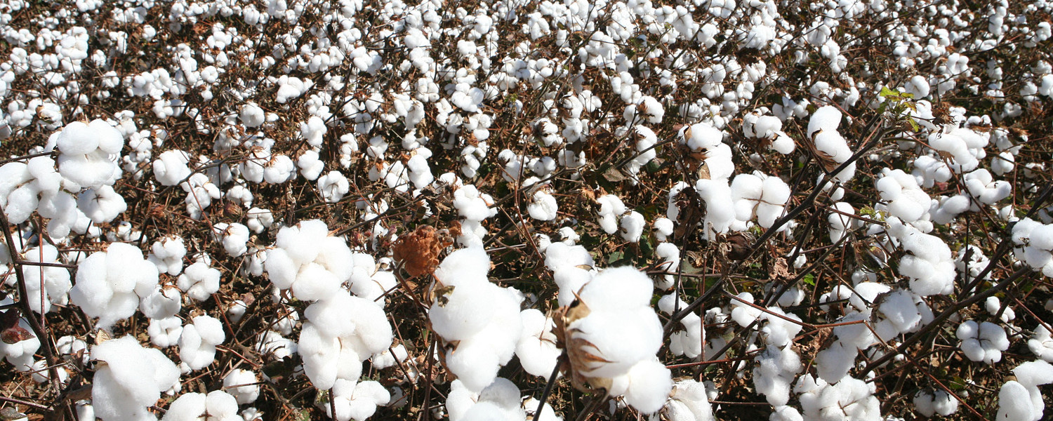 Cotton Services: