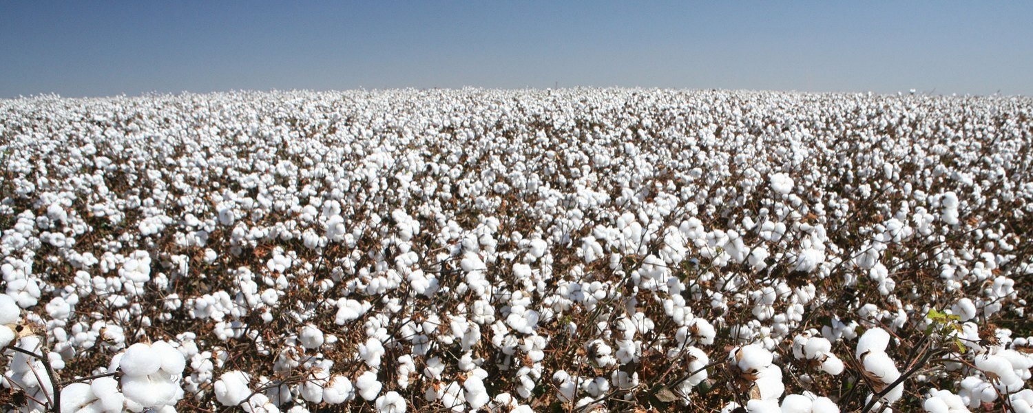Cotton Quality: